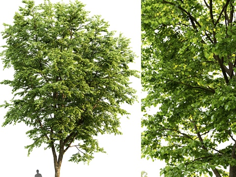  阔叶椴树3d模型 