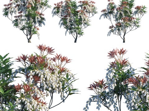  日本山茱萸森林火焰  铃兰3d模型 