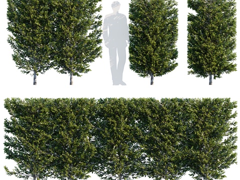  柱状榉树 Carpinus betulus fastigia3d模型 