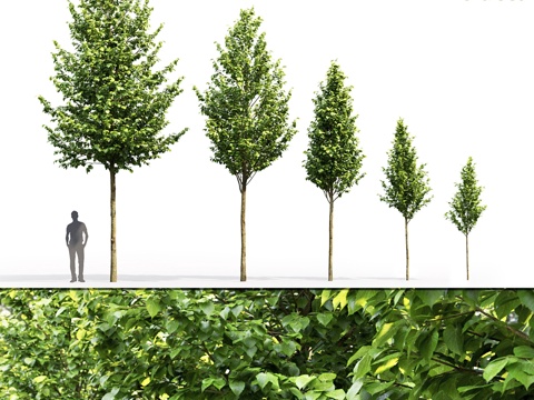  阔叶椴树3d模型 