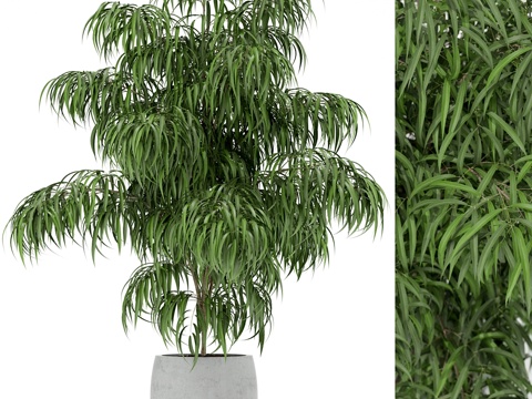  植物收藏 1563d模型 