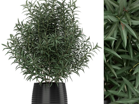  植物收藏 1673d模型 