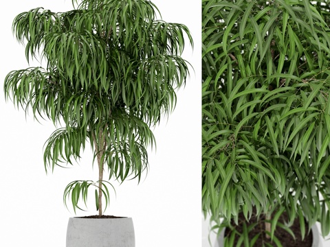  植物收藏 1543d模型 