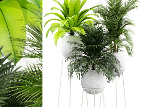  植物系列145 PIEDRA LUNA3d模型 