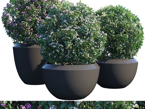  盆栽植物 #23d模型 