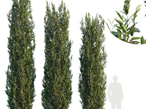  柱状榉树 #23d模型 