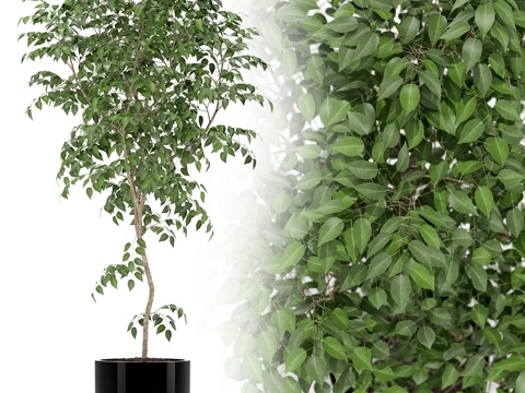  植物收藏 1523d模型 