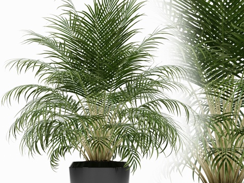  植物收藏 1493d模型 