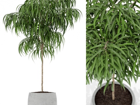  植物收藏 1553d模型 