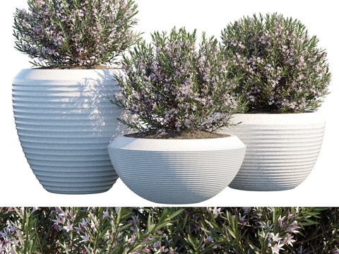  盆栽植物 #43d模型 