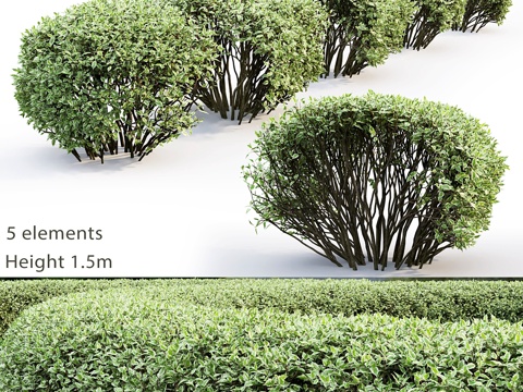 白花山茱萸树篱 #23d模型 