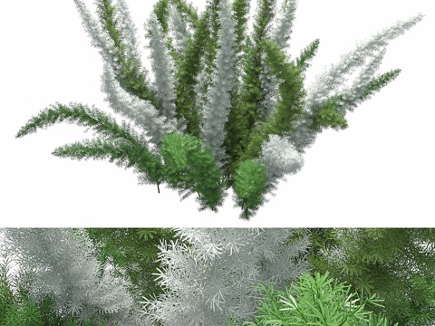  梅氏密花芦笋 W3d模型 