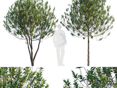  普通园树 #33d模型 