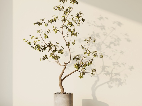  现代盆栽 落地盆栽 庭院盆栽su模型 