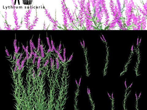  绿茎花 蓼属植物3d模型 