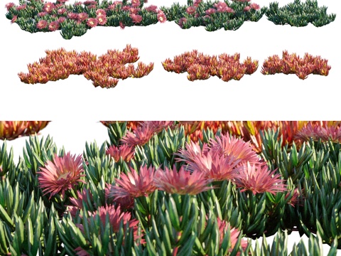  猪脸草 6模块 2季3d模型 