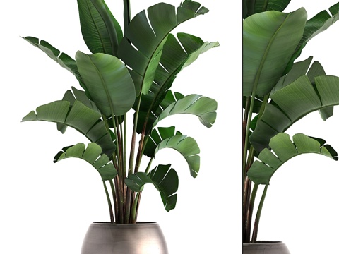  植物收藏294. 香蕉树, 花盆, 室内植物, 鹤望兰3d模型 