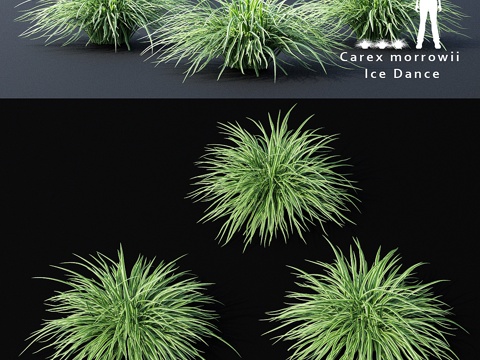  莫罗莎苔草 Carex morrowii 冰舞装饰品种3d模型 