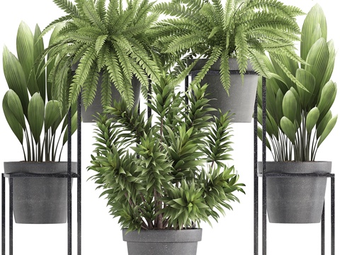  植物集锦 315. 室内植物，蕨类，龙血树3d模型 