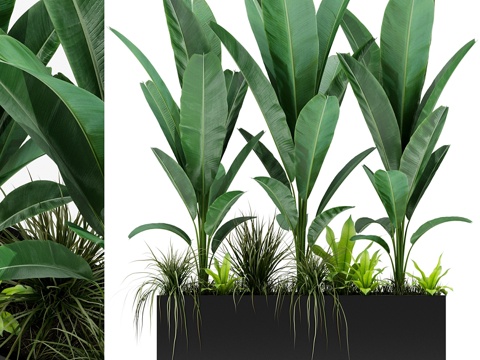  植物收藏 1503d模型 