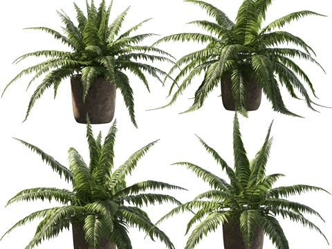  桶栽蕨类。4款造型3d模型 