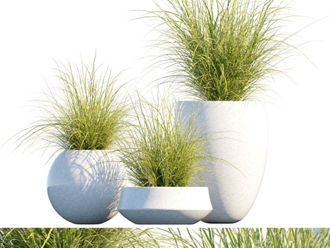  盆栽植物 #16  芒草情调3d模型 