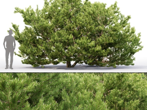  松树3d模型 