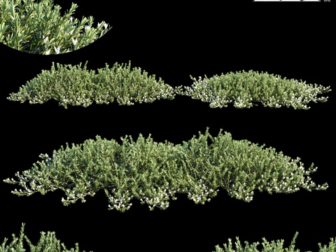  雅丽娜 细叶木樨3d模型 