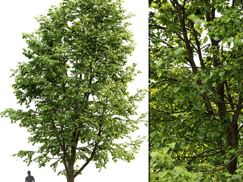  阔叶椴树3d模型 