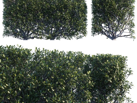  日本栒子树篱笆3d模型 