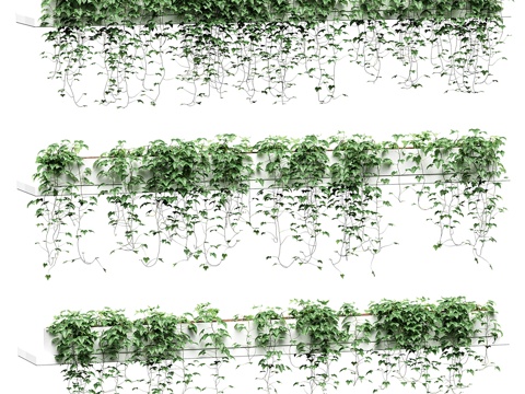 长架上的常春藤。3款3d模型 