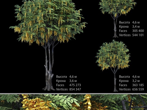  黄刺槐3d模型 