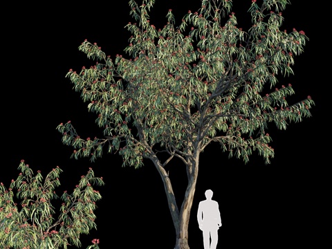  桉树白木变种33d模型 