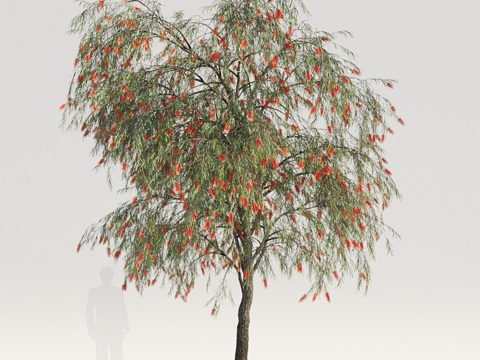  垂枝瓶刷树 变种33d模型 