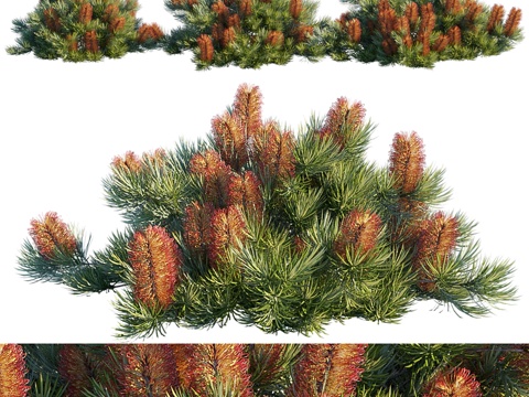  刺叶袋鼠花 海滨垫状植被 发夹袋鼠花3d模型 