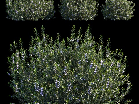  蓝宝石西林花3d模型 