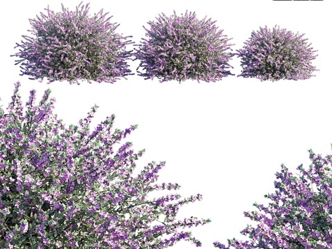  天云鼠尾草 Leucophyllum frutescens3d模型 