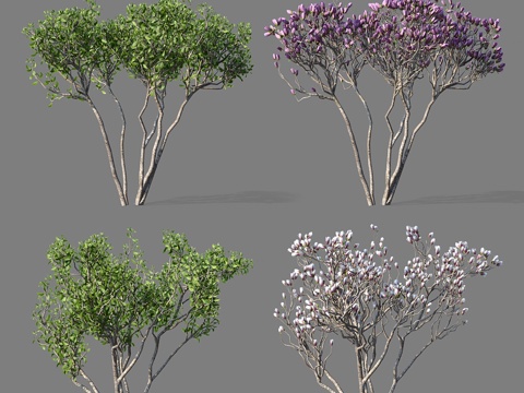  紫玉兰双株组   Magnolia x soulangean3d模型 
