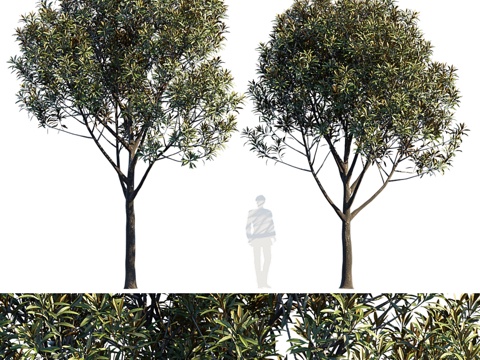  行道树 v63d模型 