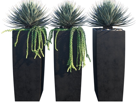  盆栽龙舌兰3d模型 