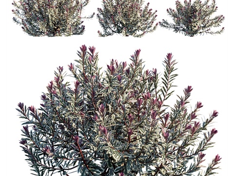  海贝·心碎者3d模型 