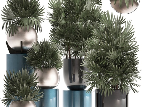  植物收藏299. 室内棕榈树，拉皮斯，盆栽3d模型 