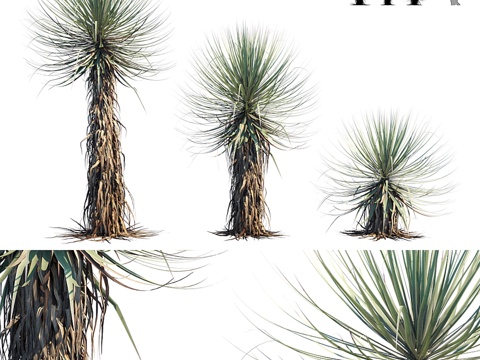  汤氏丝兰 喙丝兰3d模型 