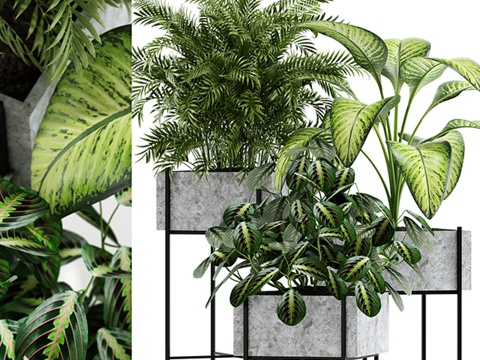  植物收藏143 Opalo3d模型 