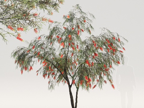  垂枝瓶刷树 变体13d模型 