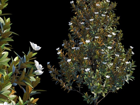  大花木兰3d模型 