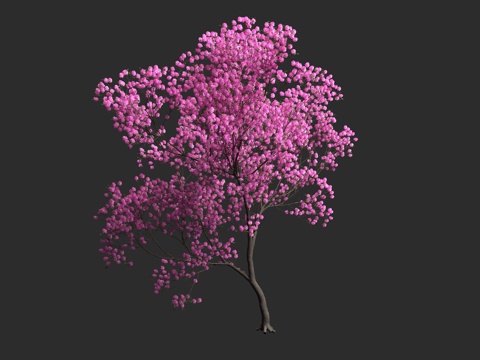  粉红风铃木 紫葳科 落叶乔木 观赏树种 玫瑰风铃木 喇叭树3d模型 