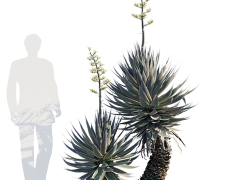  龙舌兰配苔藓3d模型 