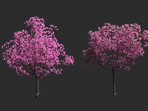  粉红风铃木 紫葳科 落叶乔木 观赏树种 玫瑰风铃木 喇叭树3d模型 