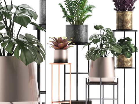  植物收藏286. 花架，盆栽，龟背竹，3d模型 